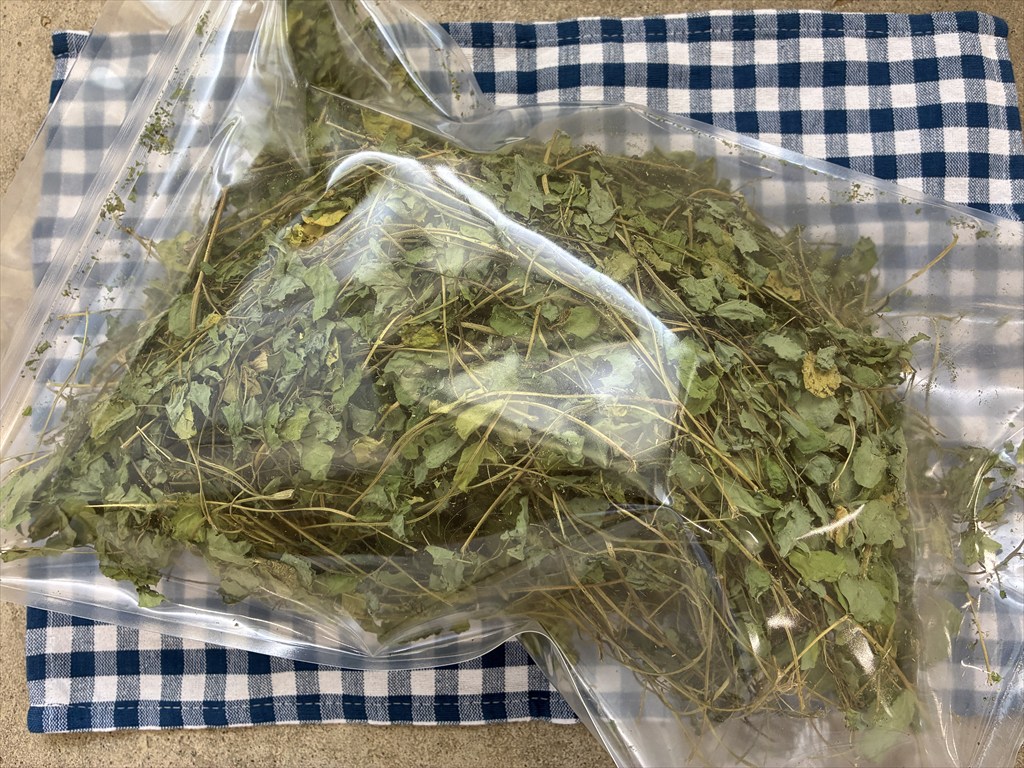 うさぎ畑エビスグサ牧草