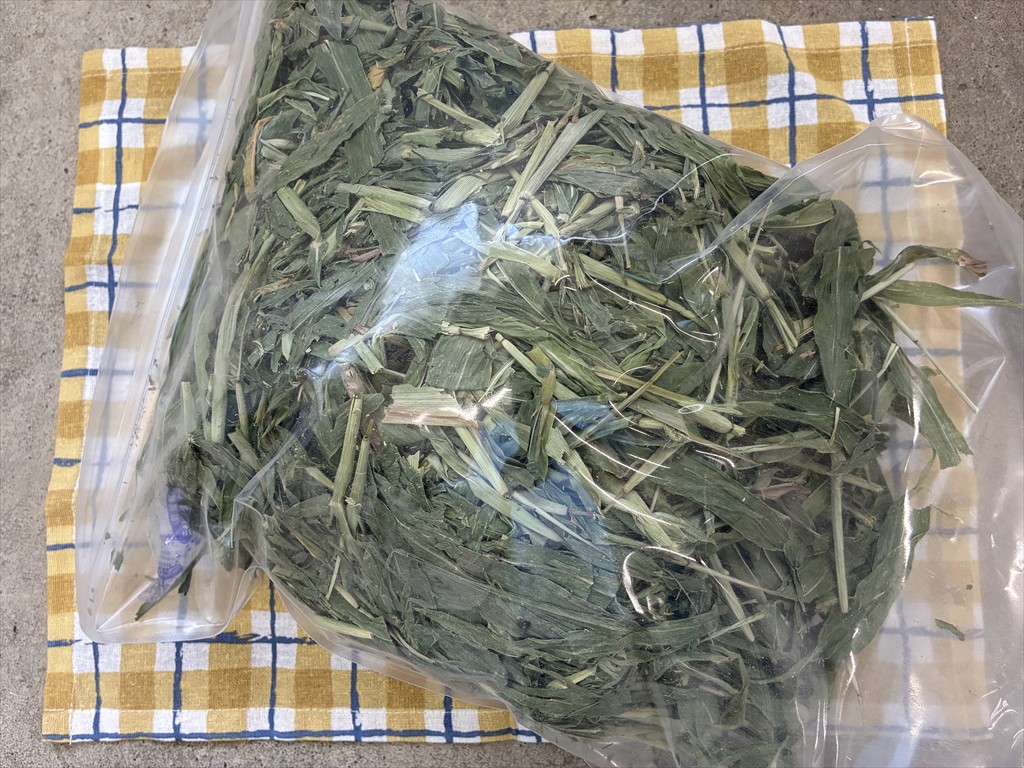 牧草ハト麦