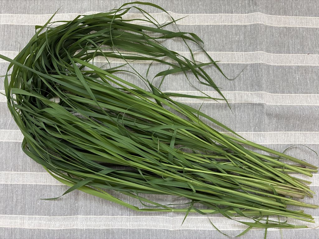生ローズグラス 新鮮 うさぎ用牧草