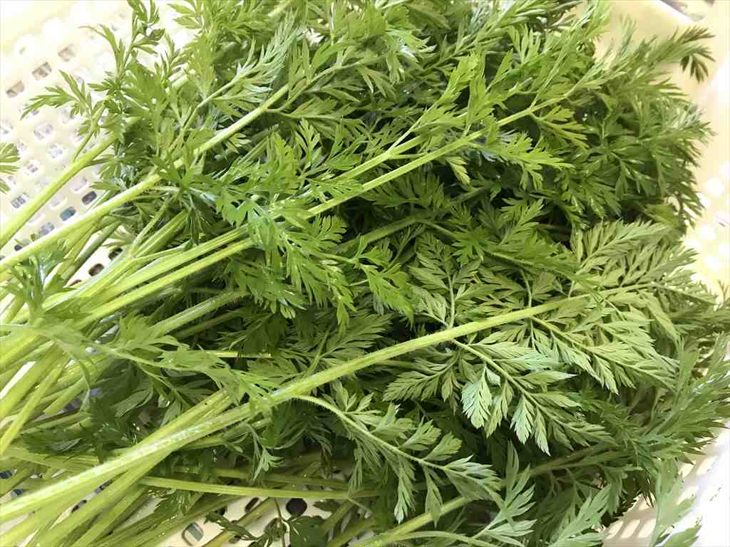 にんじん葉 うさぎが好きな野菜
