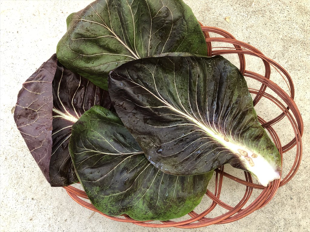 プレコーチェ うさぎ用 生野菜