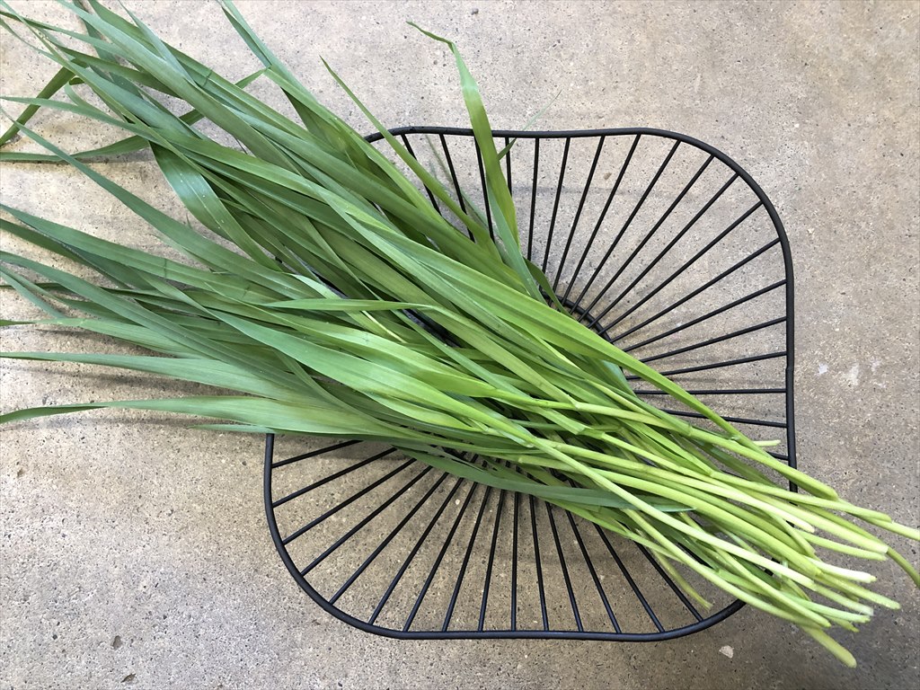 ベビー生オーツヘイ