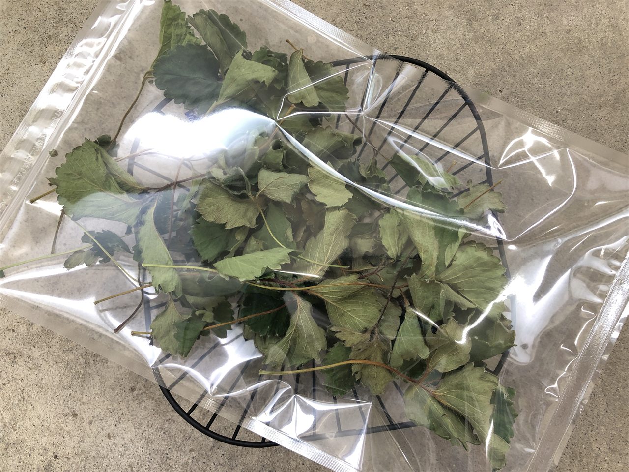 乾燥いちご葉
