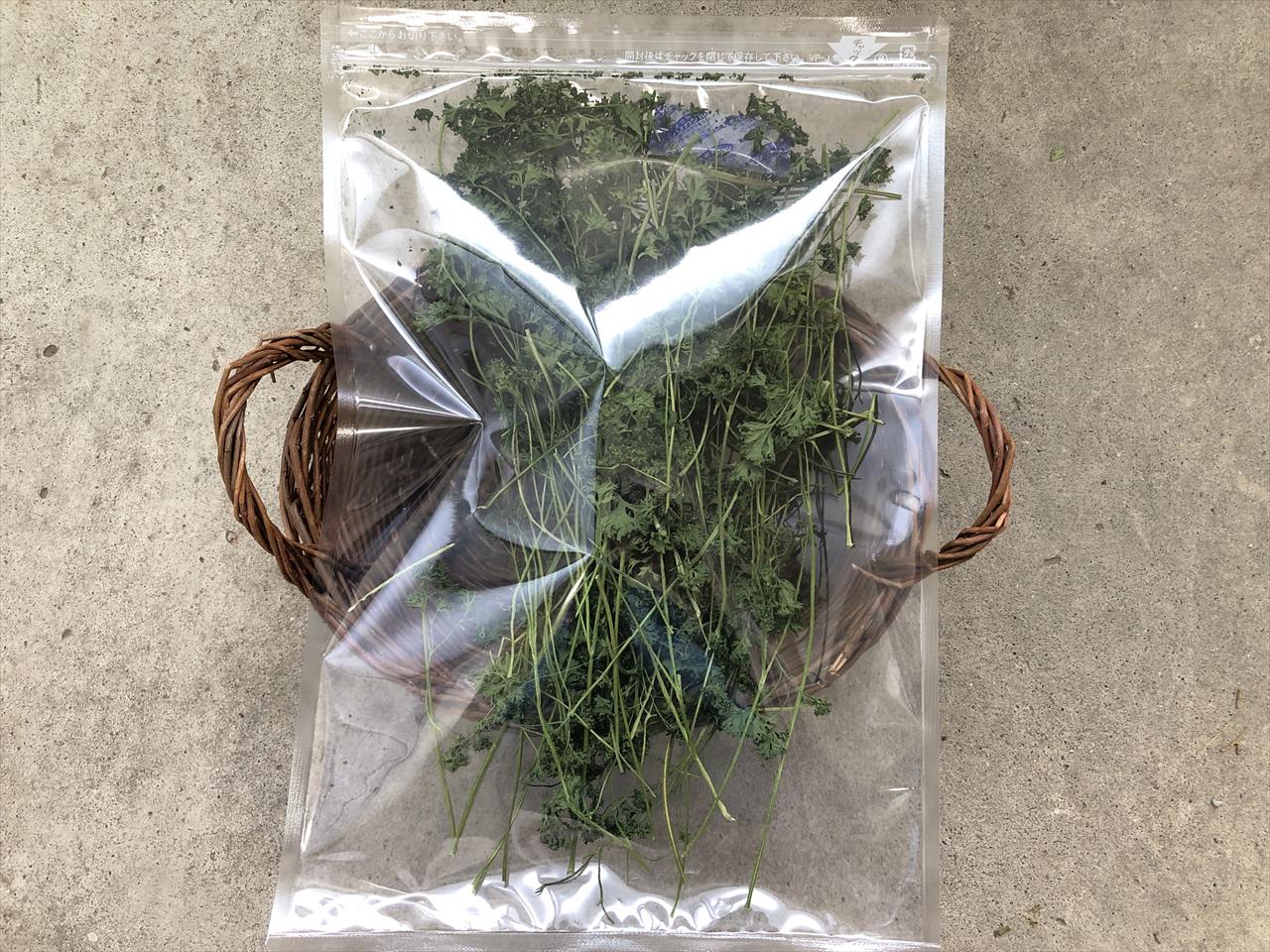 乾燥パラマウントパセリ