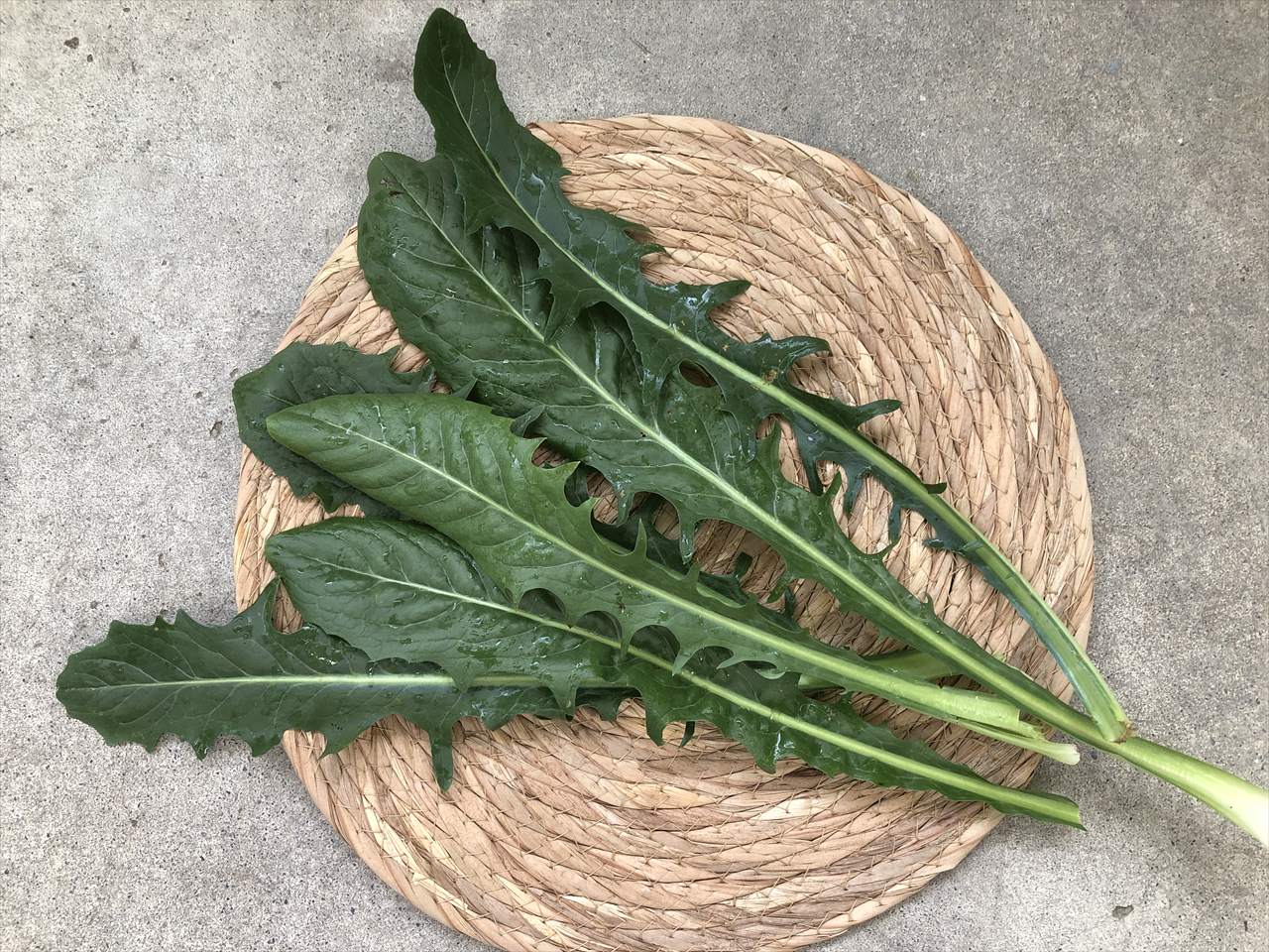 カタローニャ うさぎ用 生野菜
