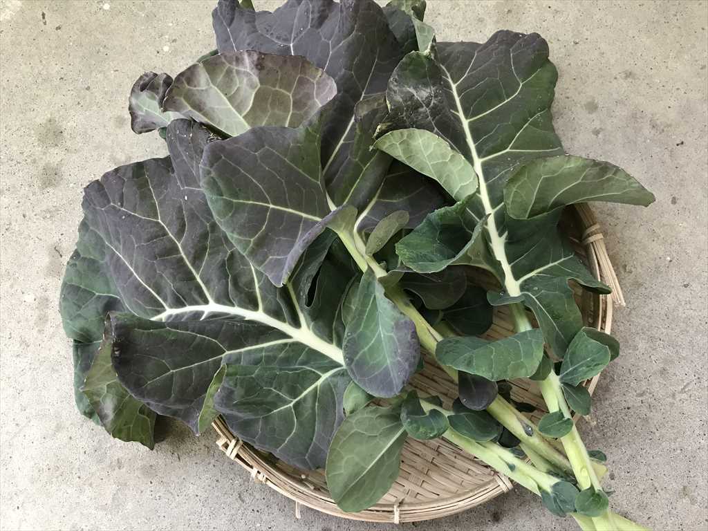 彩綾♥。・゜！お纏め品　牧草オーツヘイ　人参葉　たんぽぽの葉っぱ 彩綾♥。・゜様専用！お纏め品 牧草オーツヘイ 人参葉 たんぽぽ