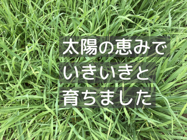 ウィートヘイ