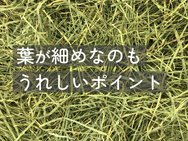 ウィートヘイ