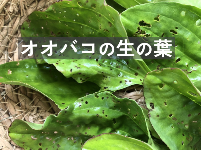 オオバコ