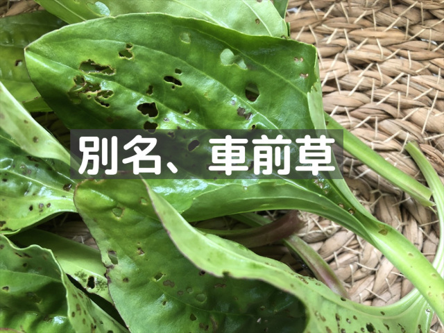 オオバコ