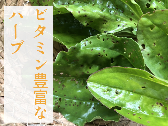 オオバコ