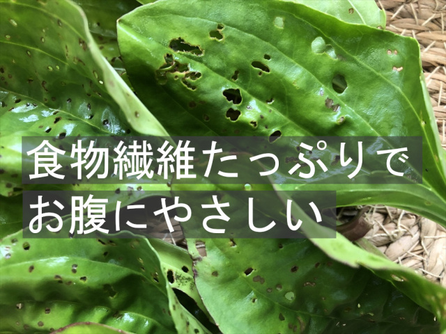 オオバコ