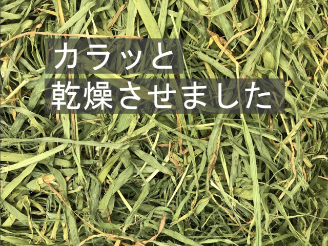 茶葉多い大麦若葉