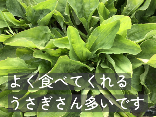 オオバコ