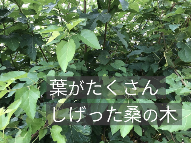 乾燥桑の葉