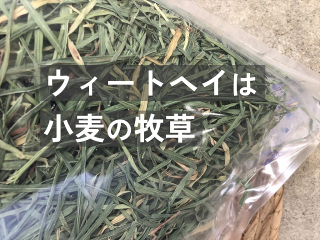 ウィートヘイ