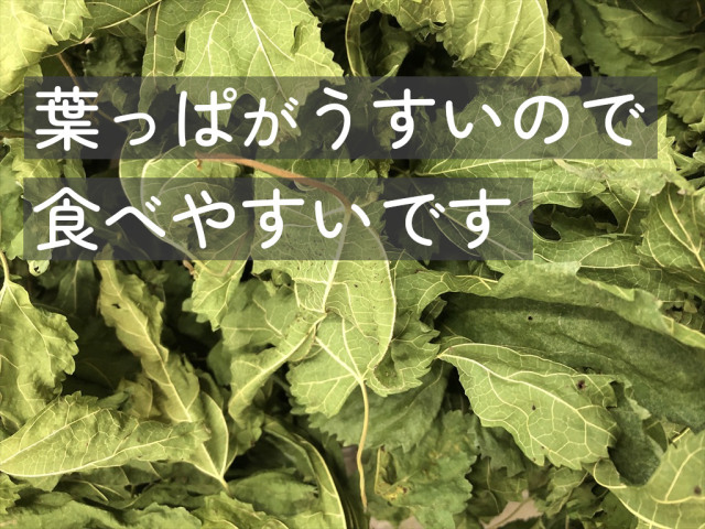 乾燥桑の葉