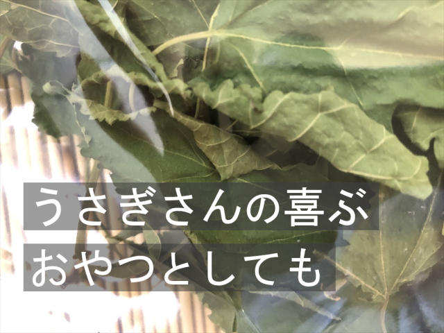 乾燥桑の葉