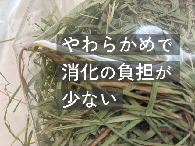 茶葉多いチモシー