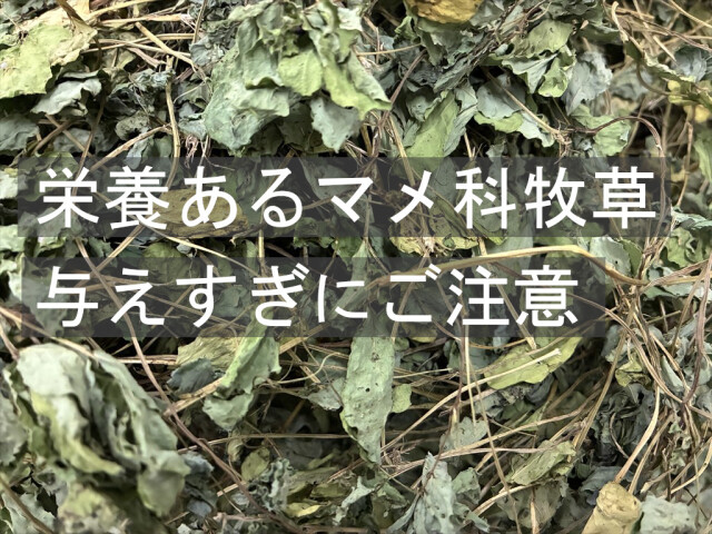 丸い葉のエビスグサ牧草