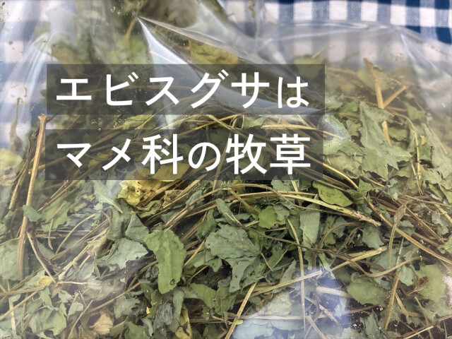 丸い葉のエビスグサ牧草