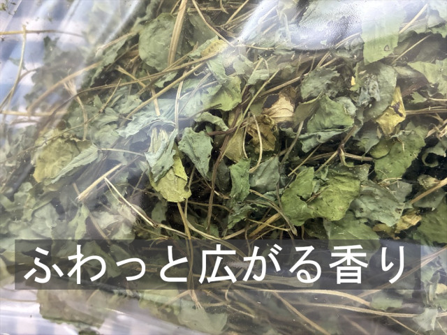 うさぎが食べるエビスグサ牧草