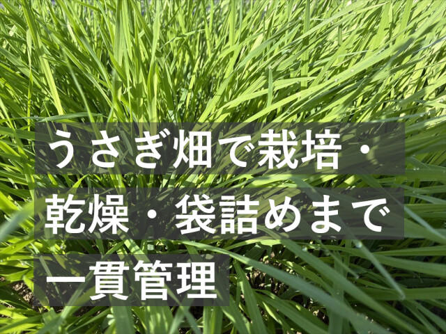 乳酸菌ラクト乾燥オーツヘイ