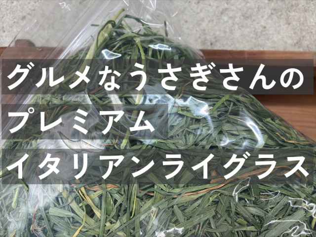 リーフイタリアンライグラス