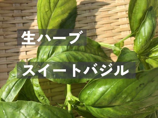 スイートバジル 生葉 うさぎのおやつ