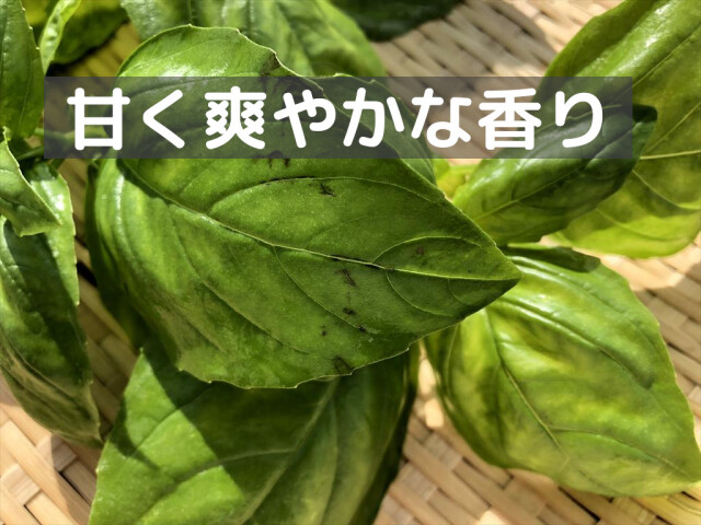 うさぎ用 生スイートバジル 新鮮ハーブ