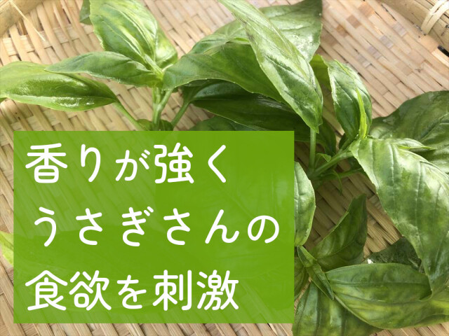 小動物用 生バジル 新鮮野菜