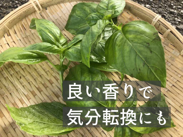 農家直送 スイートバジル 生ハーブ