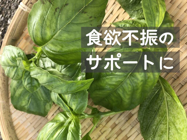 香り豊かなバジル うさぎの食欲アップ
