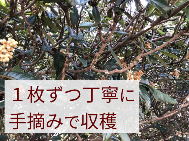 びわの葉