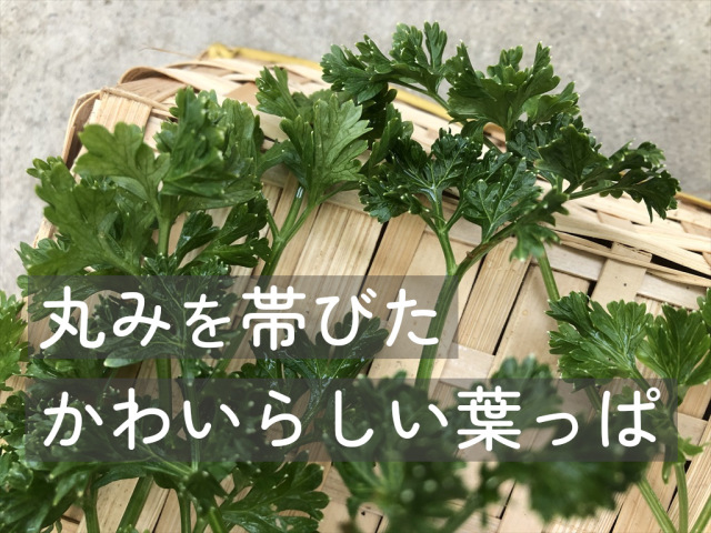 パラマウントパセリ