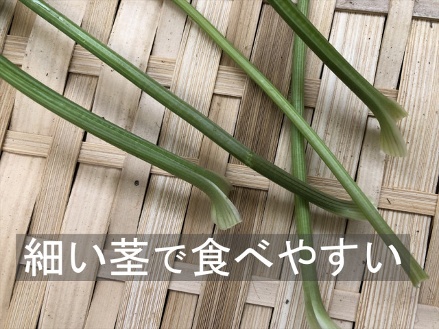 パラマウントパセリ
