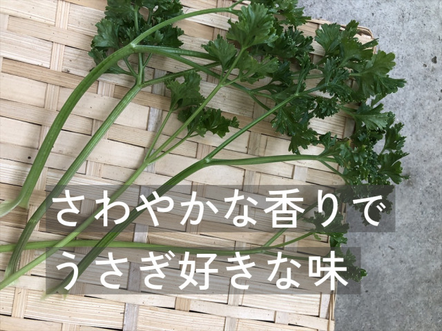 パラマウントパセリ