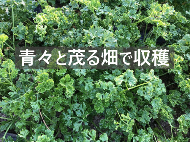 パラマウントパセリ