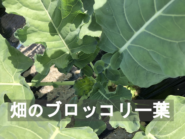 ブロッコリー葉