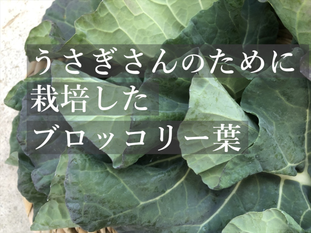 ブロッコリー葉