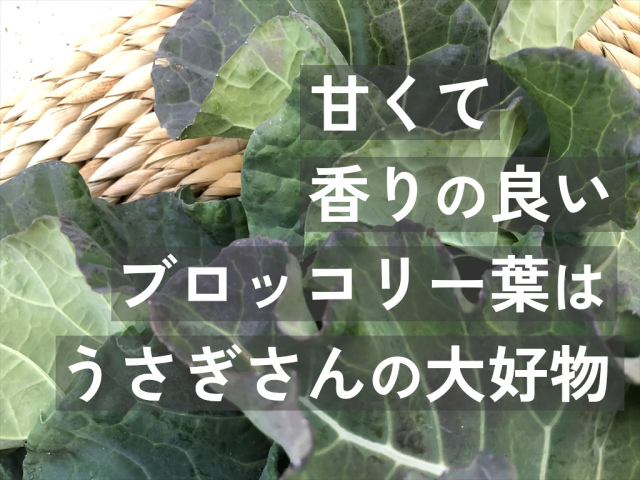 ブロッコリー葉