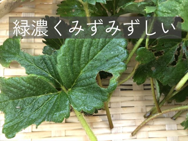うさぎさんのためのいちご葉