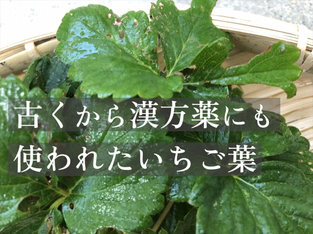 いちごの葉っぱ