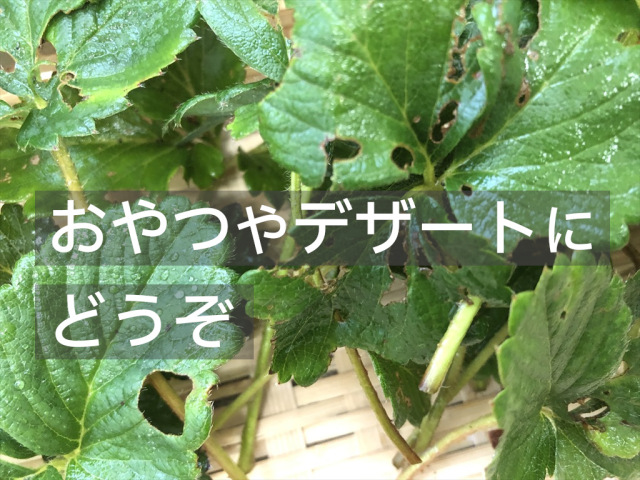 楽天市場】国産 いちごの葉と果実 40g 小動物のおやつ うさぎ