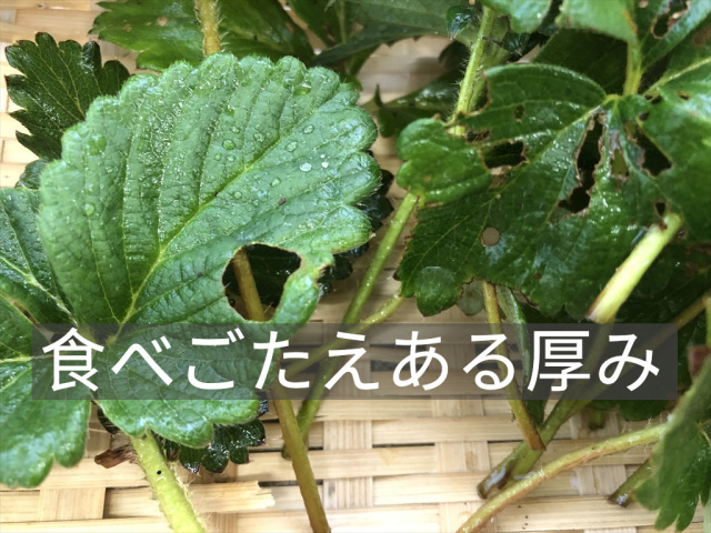 うさぎさんのためのいちご葉