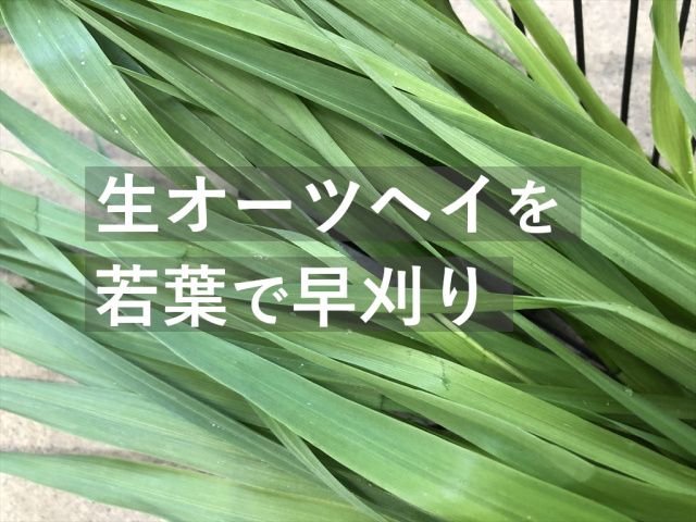 ベビー生オーツヘイ