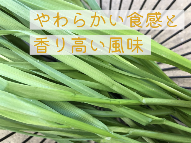 ベビー生オーツヘイ