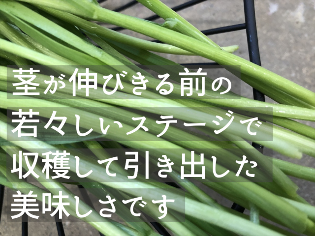 ベビー生オーツヘイ