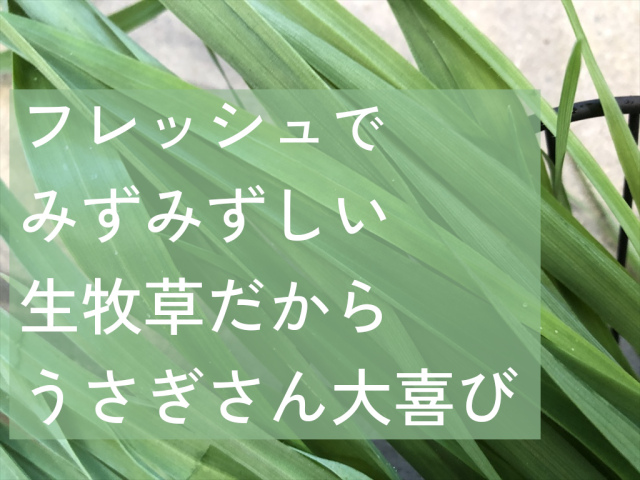 ベビー生オーツヘイ