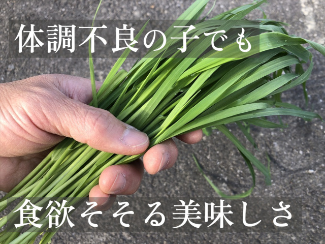 ベビー生オーツヘイ